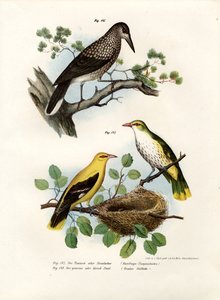 斑点くるみ割り人形、1864
